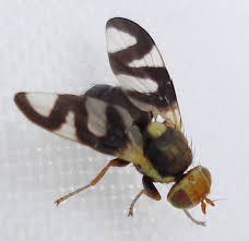 Attēlu rezultāti vaicājumam “Urophora cardui”