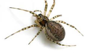 Attēlu rezultāti vaicājumam “Neriene montana”