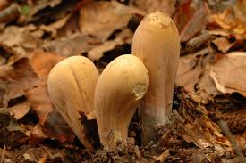 Attēlu rezultāti vaicājumam “Clavariadelphus pistillaris”