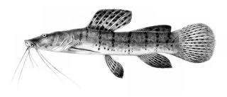 Attēlu rezultāti vaicājumam “Platydictya jungermannioides macro”