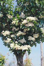 Attēlu rezultāti vaicājumam “Crataegus monogyna”