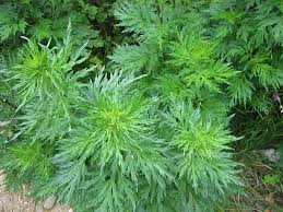 Image result for Artemisia vulgaris