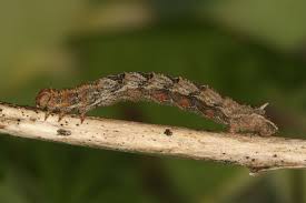 Attēlu rezultāti vaicājumam “Charissa ambiguata”