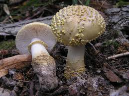 Attēlu rezultāti vaicājumam “Amanita”