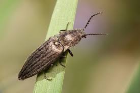 Attēlu rezultāti vaicājumam “Actenicerus sjaelandicus”