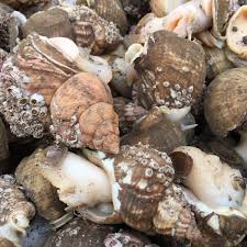 Image result for Suffolk Coastal Floaters