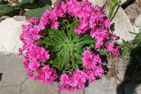 Image result for Bitterwurz