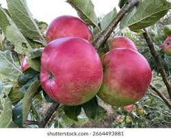 Attēlu rezultāti vaicājumam “Malus domestica fruit”