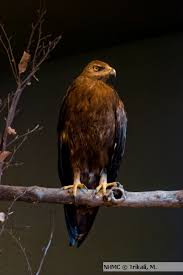 Attēlu rezultāti vaicājumam “Aquila pomarina”