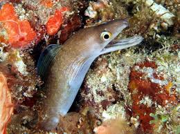 Image result for Gymnothorax vicinus