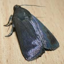 Attēlu rezultāti vaicājumam “Amphipyra livida”