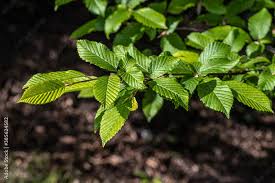 Attēlu rezultāti vaicājumam “Carpinus betulus leaf”