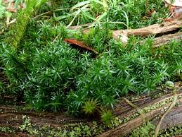 Attēlu rezultāti vaicājumam “Polytrichum formosum”