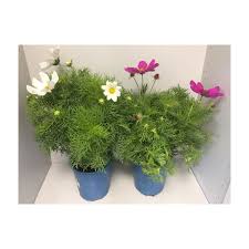 Image result for Schmuckkörbchen