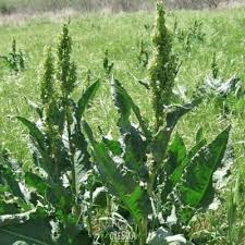 Attēlu rezultāti vaicājumam “Rumex confertus fruit”