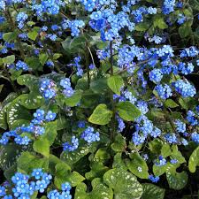 Attēlu rezultāti vaicājumam “Brunnera macrophylla”
