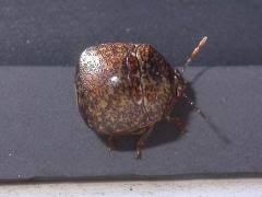 Attēlu rezultāti vaicājumam “Cribraria costata stalked”