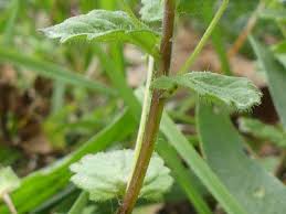 Attēlu rezultāti vaicājumam “Veronica persica fruit”
