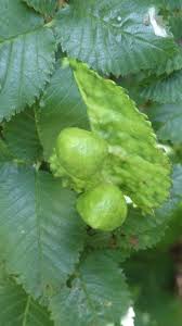 Attēlu rezultāti vaicājumam “Tetraneura ulmi”