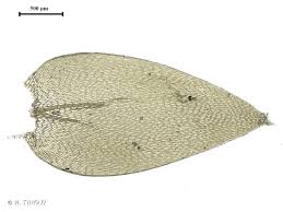 Attēlu rezultāti vaicājumam “Plagiothecium nemorale”