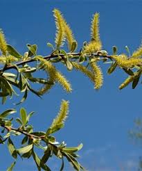 Attēlu rezultāti vaicājumam “Salix alba var. sericea”
