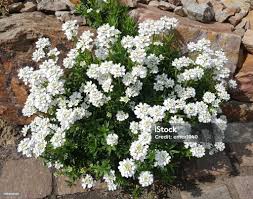 Image result for Iberis amara