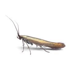 Attēlu rezultāti vaicājumam “Coleophoridae”