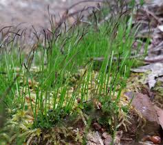 Attēlu rezultāti vaicājumam “Eurhynchium angustirete sporophyte”