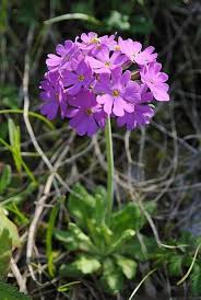 Attēlu rezultāti vaicājumam “Primula farinosa leaf”