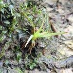 Attēlu rezultāti vaicājumam “Subularia aquatica”