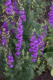 Image result for Consolida ajacis oder Consolida regalis