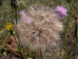 Attēlu rezultāti vaicājumam “Tragopogon pratensis subsp. pratensis fruit”