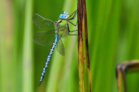 Attēlu rezultāti vaicājumam “Aeshna viridis”