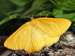 Attēlu rezultāti vaicājumam “Cribraria intricata macro”