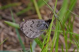 Attēlu rezultāti vaicājumam “Oeneis jutta underside”