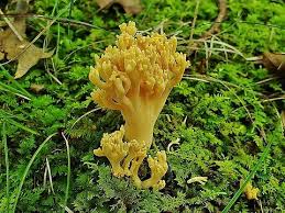 Attēlu rezultāti vaicājumam “Ramaria formosa”