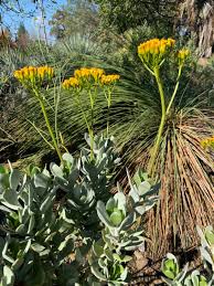 Attēlu rezultāti vaicājumam “Senecio”