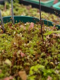 Attēlu rezultāti vaicājumam “Hymenostylium recurvirostrum macro”