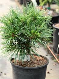 Attēlu rezultāti vaicājumam “Pinus”
