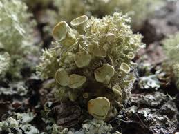 Attēlu rezultāti vaicājumam “Ramalina fastigiata”