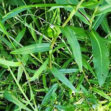 Attēlu rezultāti vaicājumam “Diachea muscorum stalked”