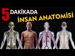 Image result for b%FD%E7ak anatomisi