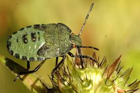 Attēlu rezultāti vaicājumam “Palomena prasina nymph”