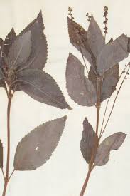 Attēlu rezultāti vaicājumam “Mercurialis perennis leaf”