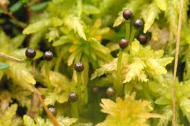 Attēlu rezultāti vaicājumam “Sphagnum fallax”