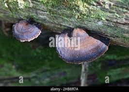 Attēlu rezultāti vaicājumam “Ischnoderma benzoinum”