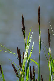 Attēlu rezultāti vaicājumam “Carex acuta leaf”