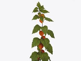 Attēlu rezultāti vaicājumam “Physalis alkekengi leaf”