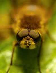 Attēlu rezultāti vaicājumam “Therevidae”