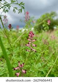 Attēlu rezultāti vaicājumam “Fumaria officinalis leaf”